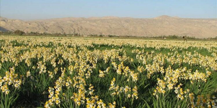 فعالان صنعت گل
