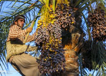 پیش‌بینی برداشت ۱۵۰ هزار تن خرما از نخلستان‌های آبادان در سال جاری