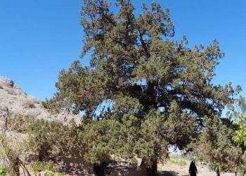 درخت ۹۰۰ ساله اُرس روستای کهنه جغتای به ثبت ملی رسید