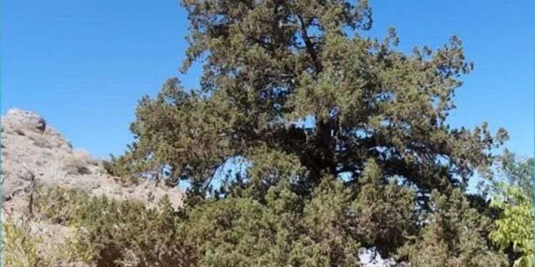 درخت ۹۰۰ ساله اُرس روستای کهنه جغتای به ثبت ملی رسید