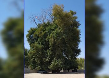درخت چنار کهنسال فیروزآباد مشهد به عنوان میراث طبیعی ملی ثبت شد
