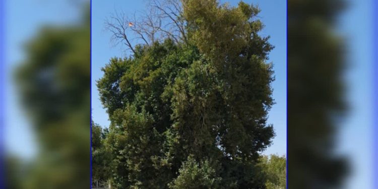 درخت چنار کهنسال فیروزآباد مشهد به عنوان میراث طبیعی ملی ثبت شد
