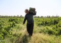 صیانت از خاک؛ استراتژی خوزستان برای تأمین امنیت غذایی