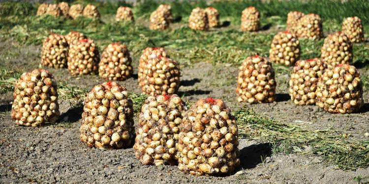 تولید ۶۹ هزار و ۵۰۰ تن پیاز در آذربایجان شرقی؛ نگاهی به آمار و ارقام
