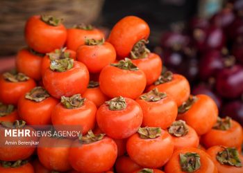 پیش‌بینی برداشت بیش از ۲ هزار تن خرمالو در گیلان؛ اینفوگرافیک جالب!