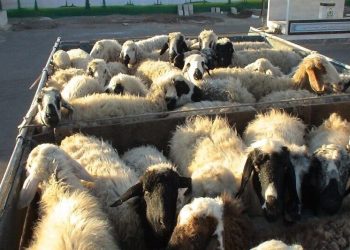 کشف ۲۹۶۲ رأس احشام قاچاق در مرزهای آذربایجان غربی