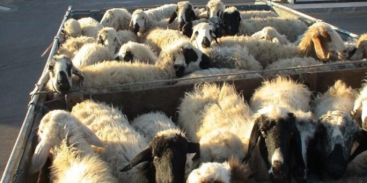 کشف ۲۹۶۲ رأس احشام قاچاق در مرزهای آذربایجان غربی