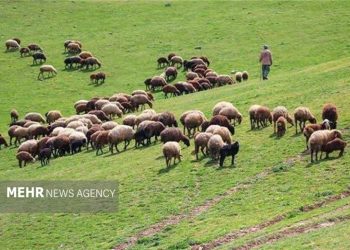 رشد چشمگیر ۱۸ برابری احاله مدیریت طرح‌های مرتعداری در هرمزگان