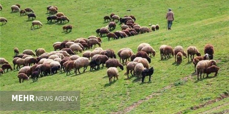 رشد چشمگیر ۱۸ برابری احاله مدیریت طرحهای مرتعداری در هرمزگان
