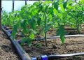 زیرساختهای آب و خاک؛ کلید رونق تولید در استان ایلام