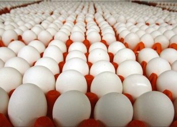 تعداد مناسب تخم‌مرغ برای مصرف در هفته چقدر است؟
