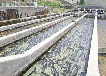 مزارع پرورش ماهی لرستان، خود را برای بارش‌های سنگین آماده کنند