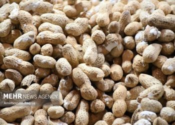 مصرف روزانه بادام زمینی، بهبود دهنده پاسخ مغز به انسولین است