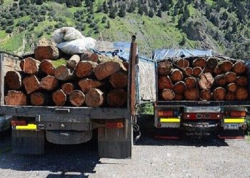 کشف ۲ تن چوب جنگلی قاچاق در شهرستان نور