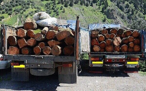کشف ۲ تن چوب جنگلی قاچاق در شهرستان نور