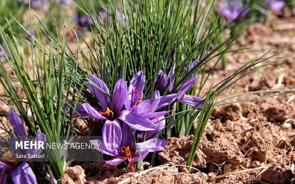 زعفران‌کاران آسیب‌دیده در انتظار حمایت‌های دولتی