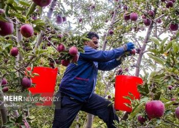 سیب شیروان؛ پتانسیل تبدیل به برندی جهانی را دارد