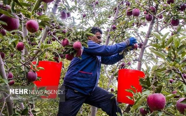 سیب شیروان؛ پتانسیل تبدیل به برندی جهانی را دارد
