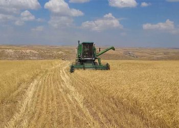 پرداخت ۹۳ درصد از مطالبات گندمکاران آذربایجان‌شرقی انجام شد