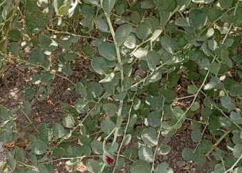کبر؛ راهکار نوین گلستان برای احیای زمین‌های کم‌ثمر