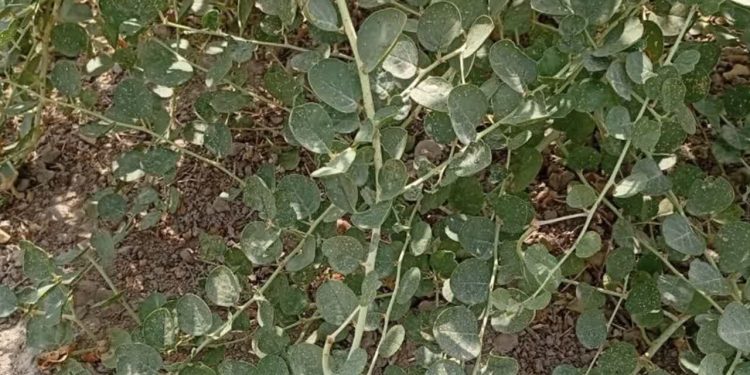 کبر؛ راهکار نوین گلستان برای احیای زمین‌های کم‌ثمر