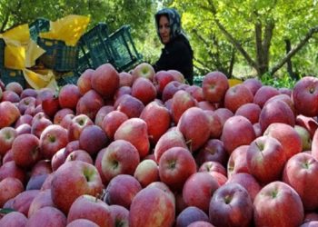 سیب مشگین‌شهر؛ محصولی در انتظار تحول و جلوگیری از هدررفت