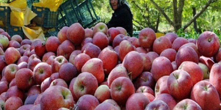 سیب مشگین‌شهر؛ محصولی در انتظار تحول و جلوگیری از هدررفت