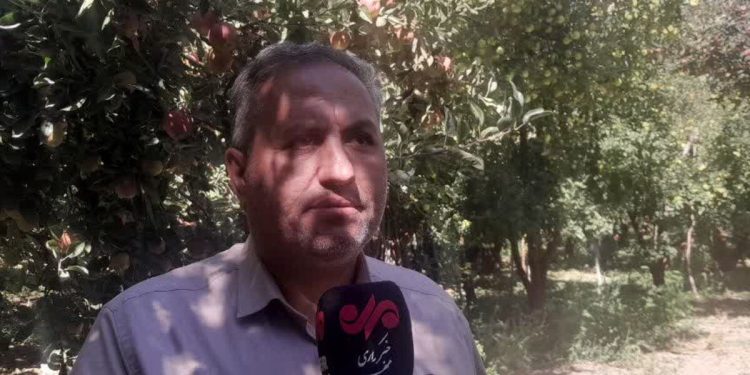 پیش‌بینی برداشت ۲۵۰ هزار تن سیب درختی از باغ‌های دماوند