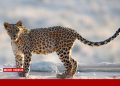 پلنگ ایرانی در پارک ملی بمو، سوژه عکاسی دو بانوی هنرمند شد