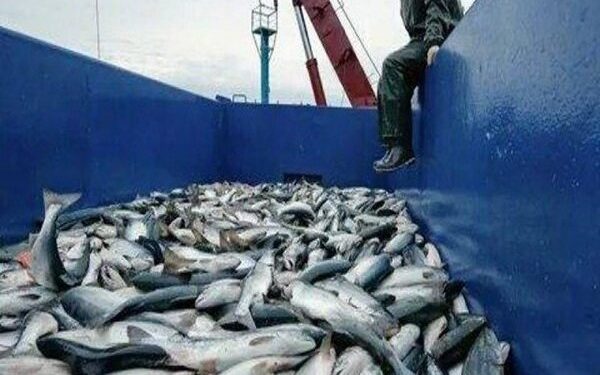صادرات ۷ هزار تن ماهی از چهارمحال و بختیاری به بازارهای جهانی
